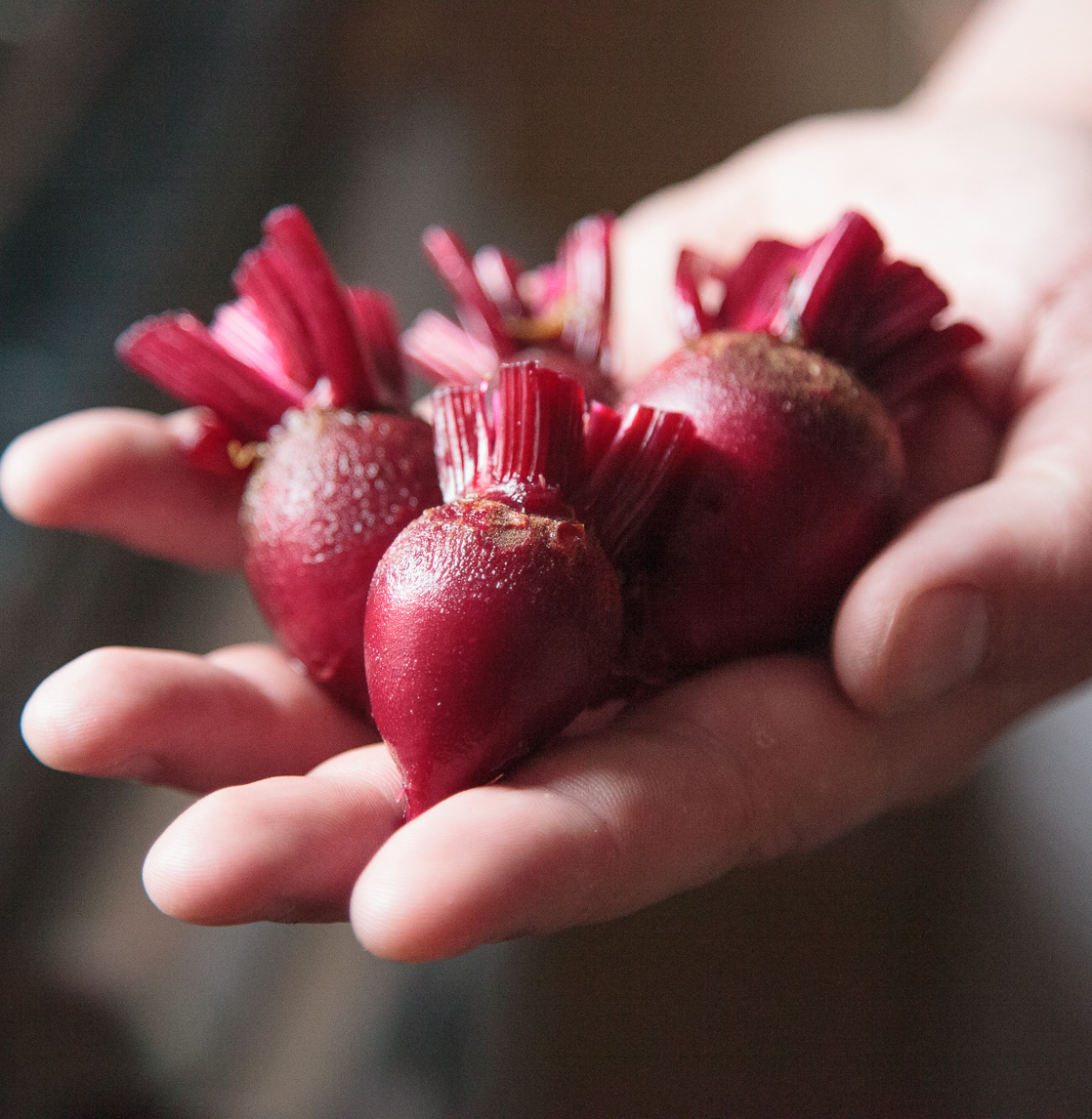 Hand holding home grown raw beetroot